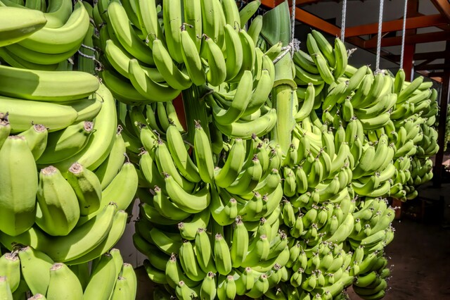 Entegre Muz Paketleme İşindeyiz!